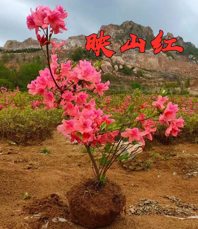 双季映山红树苗当年开花毛杜鹃花苗南方北方种植抗寒抗冻映山红苗-图1