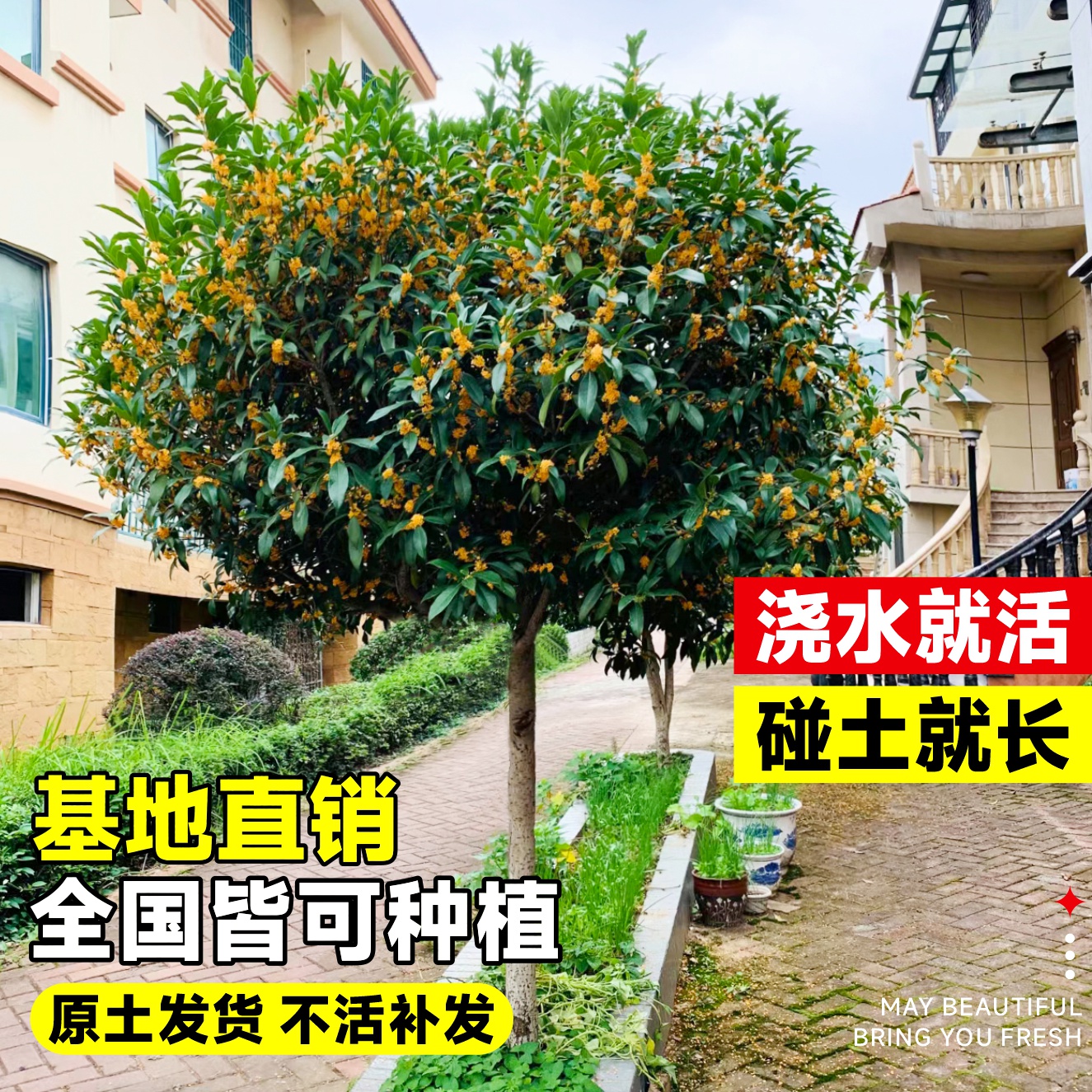 桂花树苗盆栽室内花卉植物金桂丹桂庭院大树浓香型绿植开花四季桂