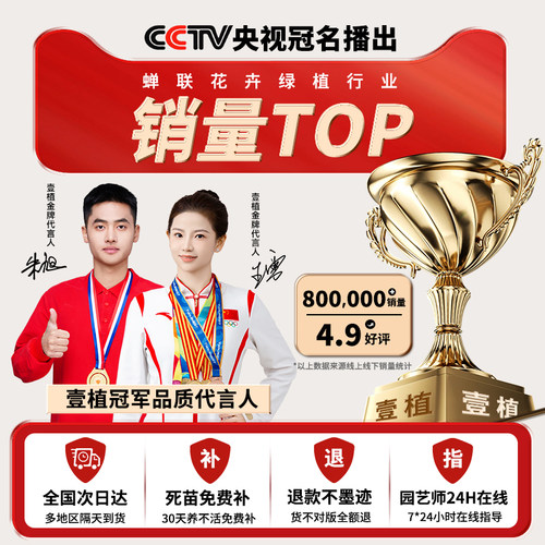 黄金柳金丝柳树树苗子垂柳行道庭院大树园林风景绿化盆栽河边倒柳 - 图3