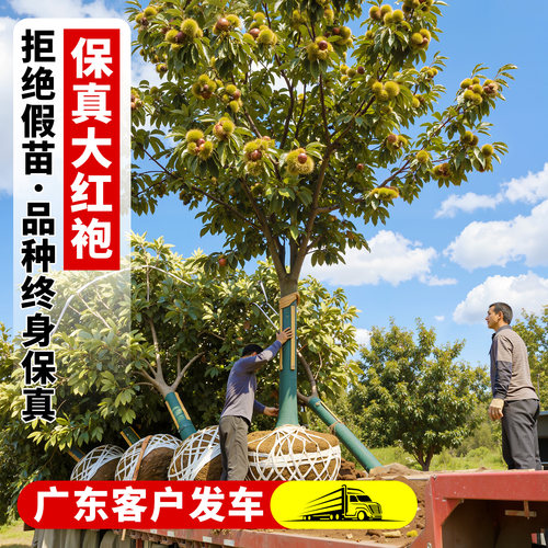 板栗树果苗嫁接栗子正宗南方北方种植庭院早熟盆地栽庭院耐寒果树 - 图1