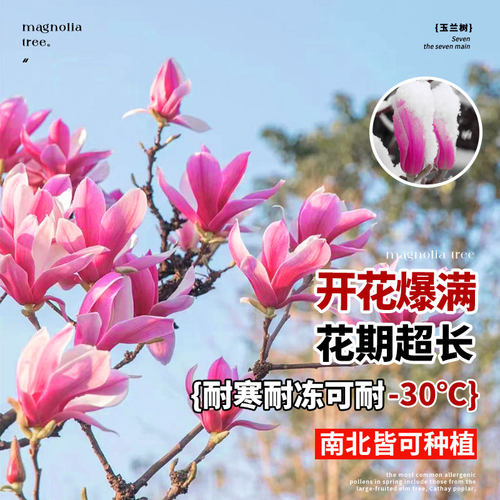 紫玉兰花树苗盆栽红白黄玉兰花苗室外庭院耐寒植物绿化广玉兰花卉 - 图0