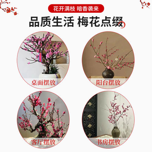 红梅花盆栽树苗室内外阳台花卉庭院地栽四季耐寒植物老桩盆景腊梅 - 图2