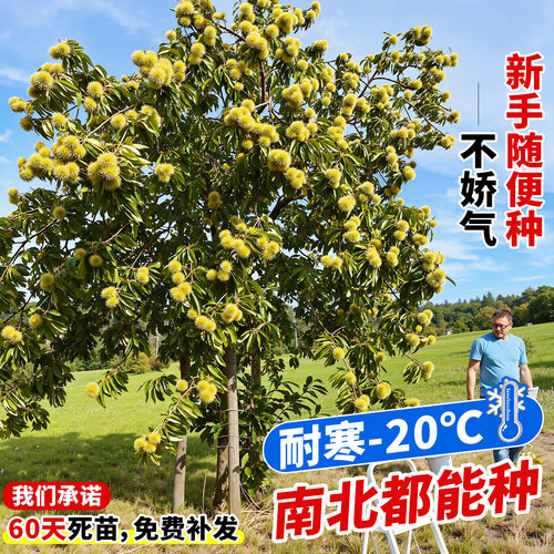 板栗树果苗嫁接栗子正宗南方北方种植庭院早熟盆地栽庭院耐寒果树 - 图2