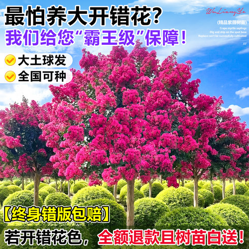 紫薇花树苗庭院大型老桩别墅室外道路绿化植物风景大树百日红花卉 - 图0