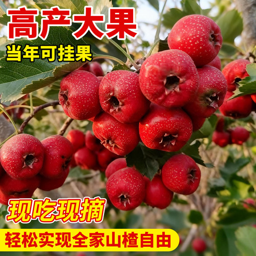 山楂树活苗特大果树苗南北方种植耐寒旱庭院地栽阳台盆栽当年结果 - 图1