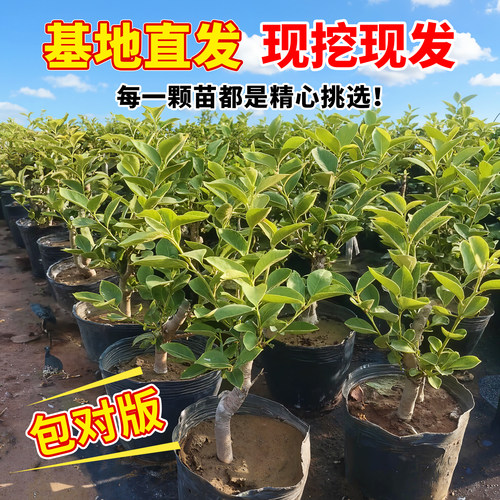 柿子树果苗火晶柿子嫁接果树南北方种植地栽脆甜当年结果正宗对版 - 图0