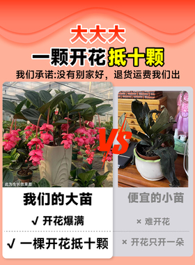 宝莲灯花盆栽带花苞发货室内客厅花卉大花型绿植物四季好养活花苗