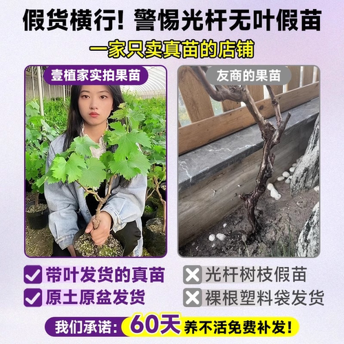 巨峰葡萄树苖大苗果树果苗阳光玫瑰夏黑葡萄树苗四季种植爬藤地栽 - 图0