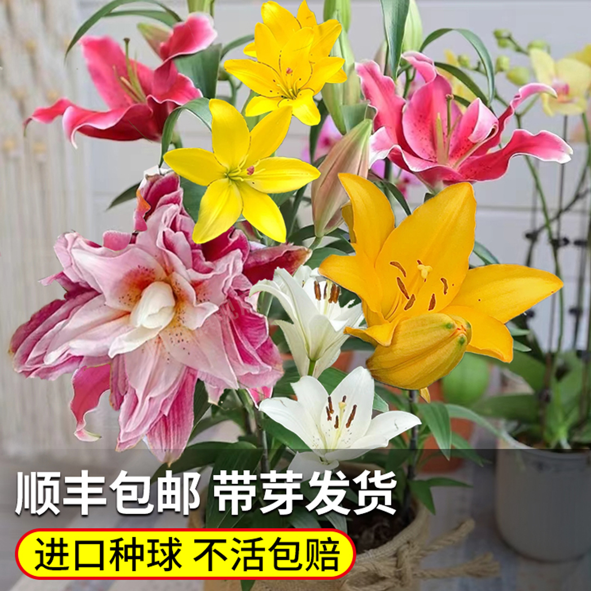 进口香水百合种球盆栽花室内四季开花绿植重瓣郁金香水培土培植物