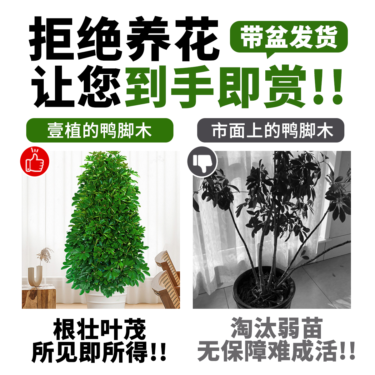 鸭脚木盆栽客厅绿植花卉室内大型八方来财鸭掌木七叶莲植物发财树 - 图0