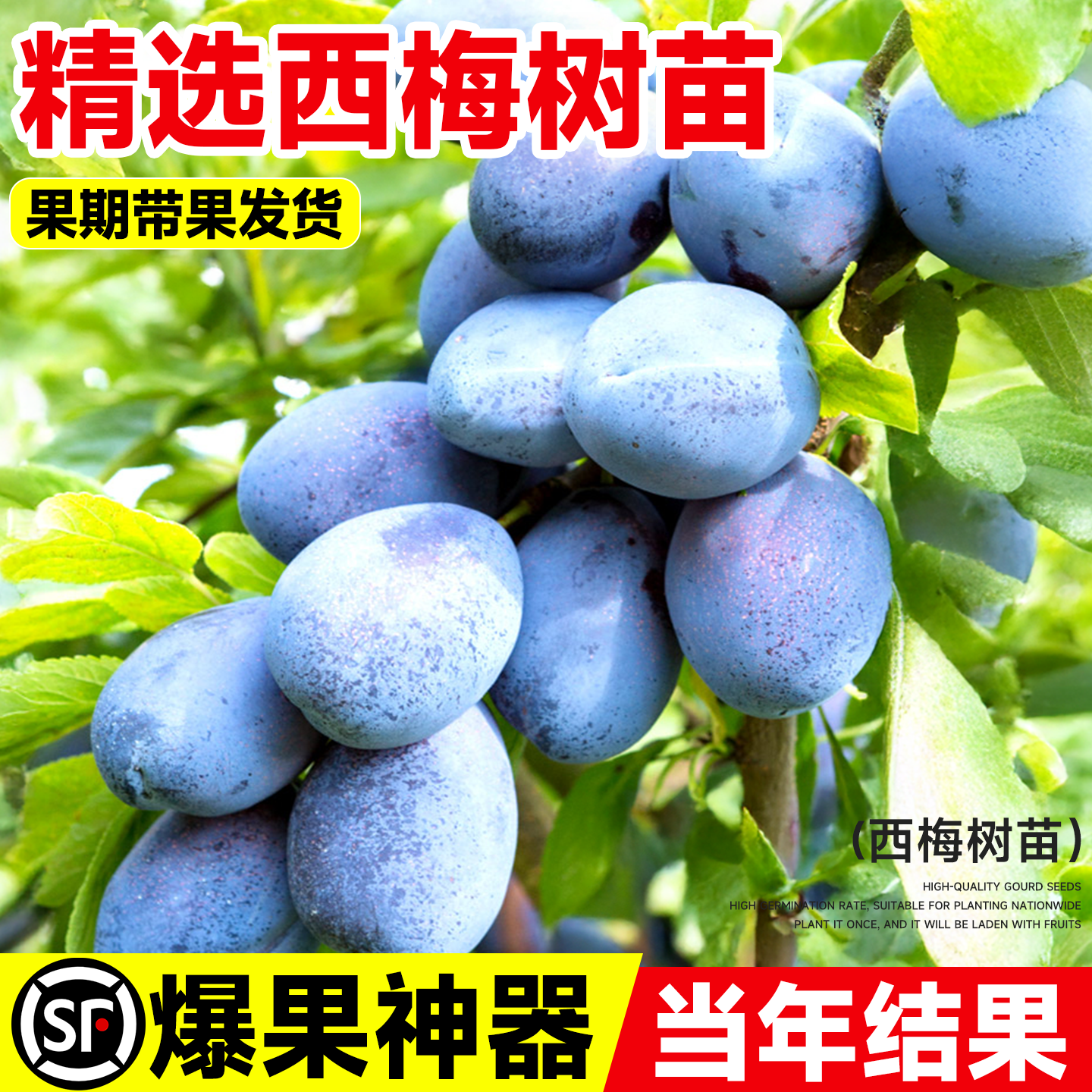 西梅树树苗蓝蜜西梅李子树苗南方北方室内外庭院带土盆栽当年结果,淘宝优惠券,粉丝福利购,淘宝优惠卷