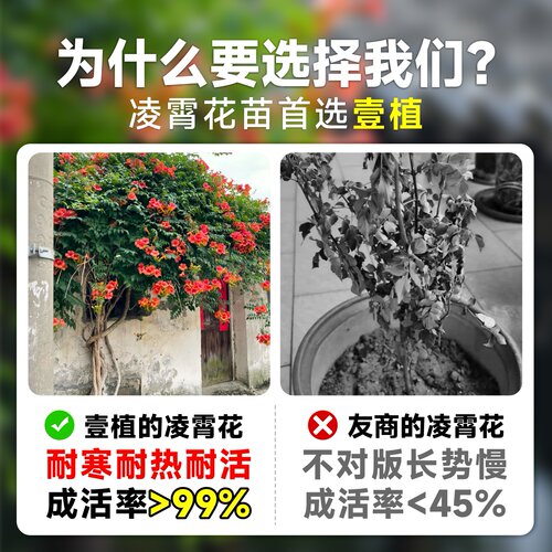 凌霄花爬藤大苗藤蔓植物阳台盆栽老桩四季花卉爬墙炮仗花紫藤凌宵 - 图2