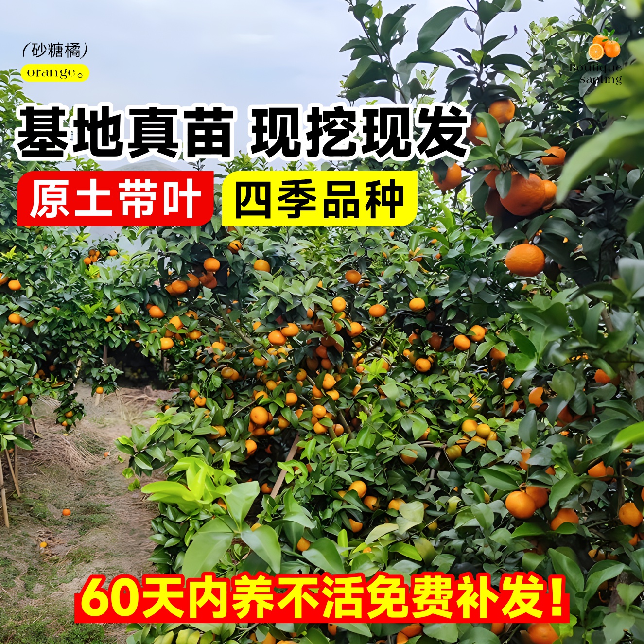 沙糖桔子树苗带果地栽果树盆栽蜜柑橘南方北方种植砂糖橘子树果苗-图1