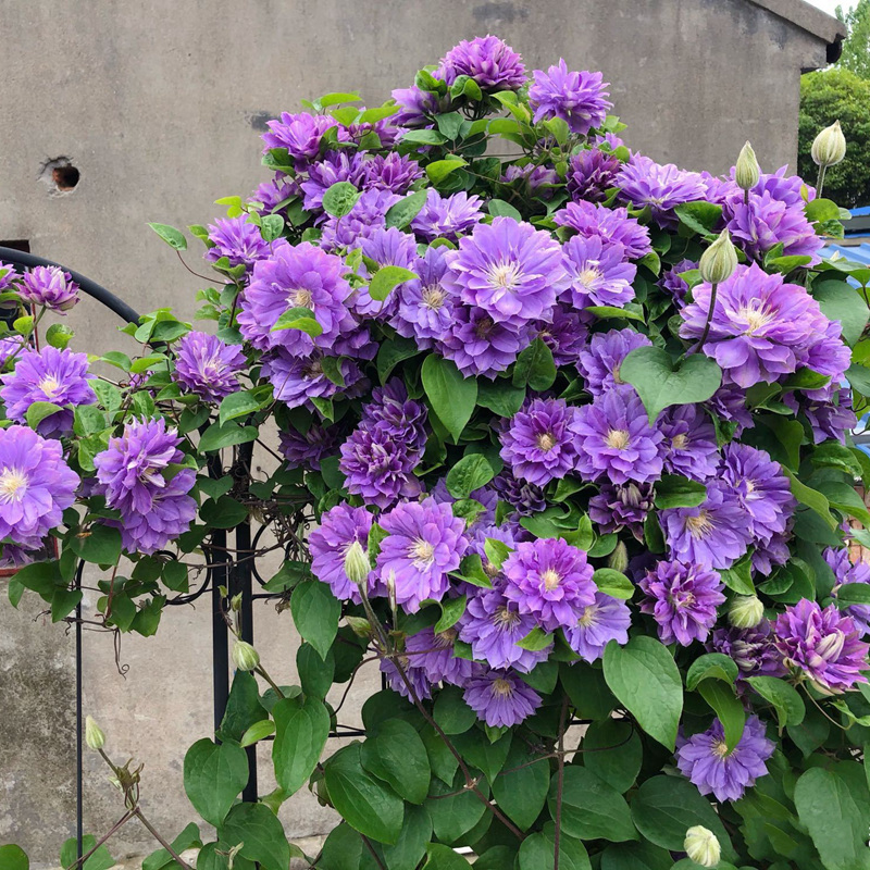 耐寒铁线莲大苗爬藤植物室内外庭院阳台花卉乌托邦四季开花好养活