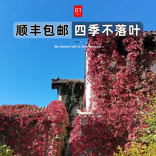 爬山虎爬藤植物四季三叶五叶爬山虎树苗不落叶花卉庭院室外爬墙虎 - 图0
