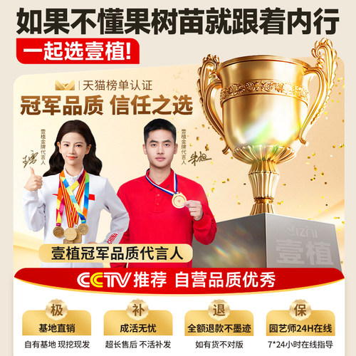 枣树活苗特大牛奶青枣嫁接特大南北方种植庭院冰糖枣树果树苗盆栽 - 图3