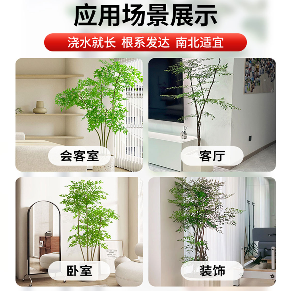 南天竹盆栽土培树苗真树水培绿植老桩客厅盆景造型水养带根火焰红 - 图2