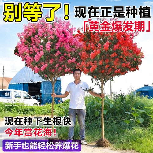 紫薇花树苗庭院大型老桩别墅室外道路绿化植物风景大树百日红花卉 - 图1