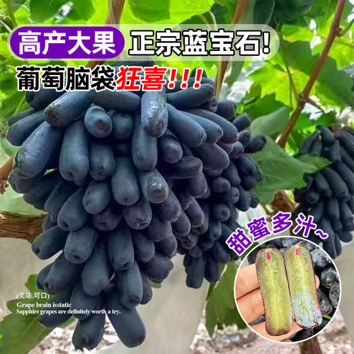 正宗蓝宝石葡萄树苗矮化盆栽南北方四季种植不搭架不爬藤当年结果 - 图2