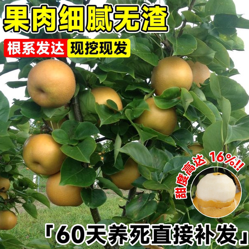 苹果梨树果苗秋月梨嫁接特大果苗树苗南北方庭院地栽盆栽当年结果 - 图2