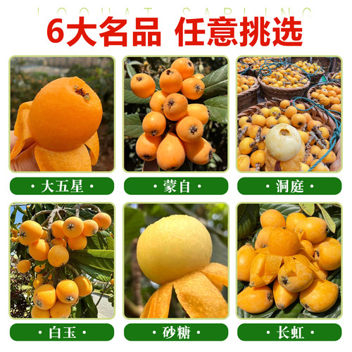 大五星枇杷苗树无核砂糖果苗大果南北方种植嫁接盆地栽琵琶果树苗 - 图1