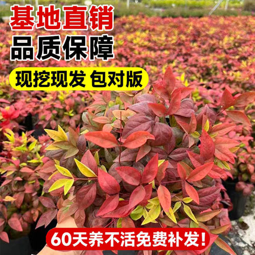 火焰南天竹盆栽矮化小盆景红叶盆景植物书房茶桌禅意微景观 - 图0