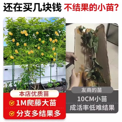 黄金百香果树果苗九号四季纯甜嫁接盆栽带土不断结果包邮黄金果苗 - 图1