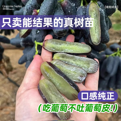正宗蓝宝石葡萄树苗矮化盆栽南北方四季种植不搭架不爬藤当年结果 - 图0