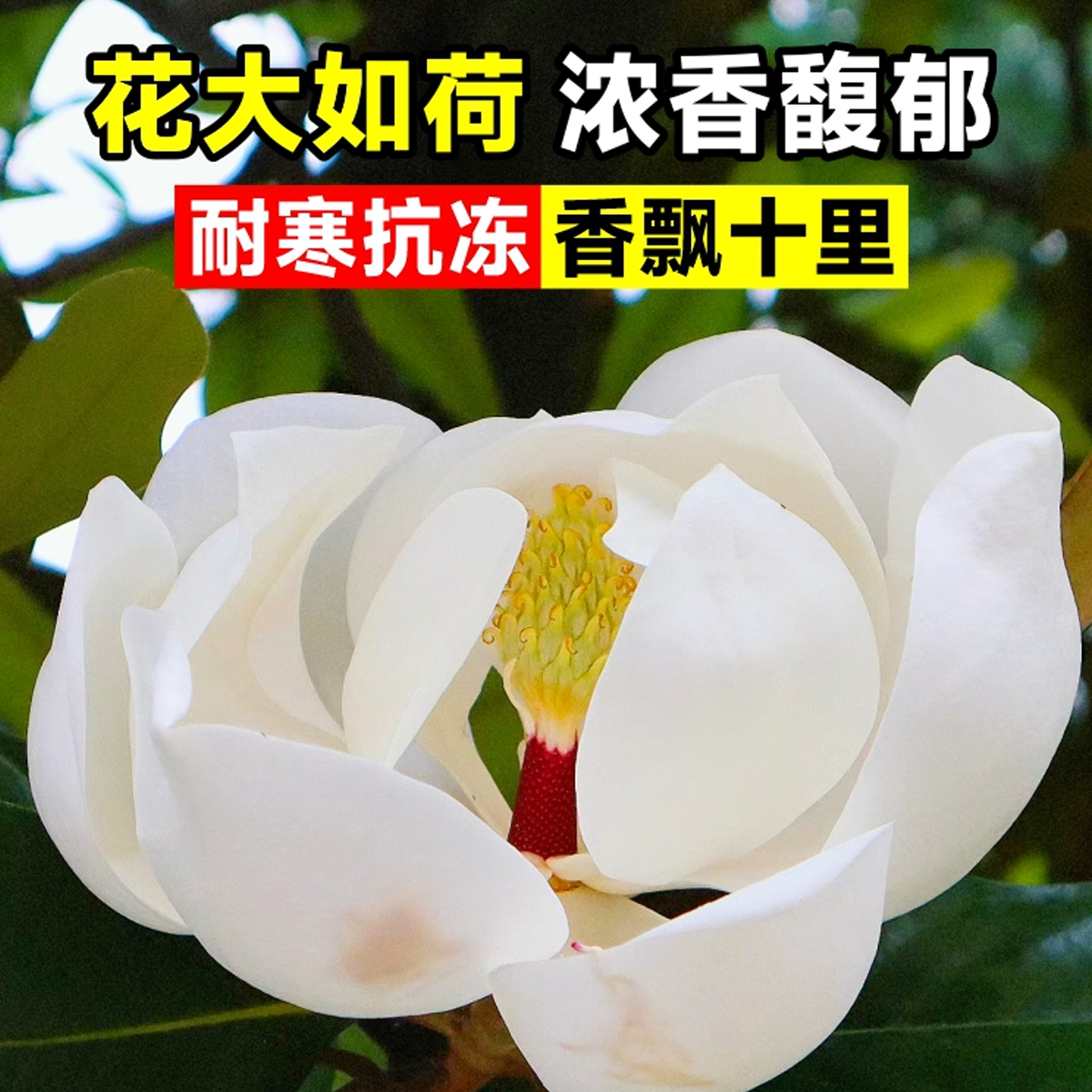 广玉兰树苗别墅庭院风景大树荷花白玉兰园林绿化工程苗木四季常青-图3