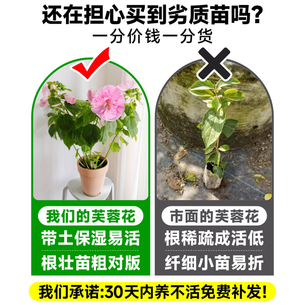 芙蓉花树苗盆栽重瓣三醉芙蓉花苗室内外庭院耐寒种植四季开花植物 - 图0