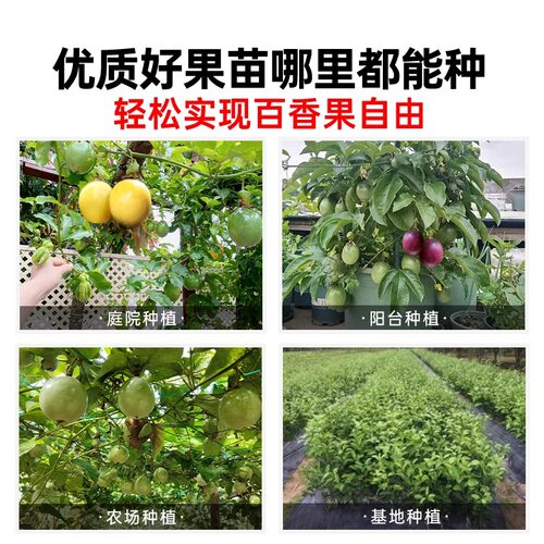 百香果树苗黄金9号百香果嫁接爬藤南方种植四季地栽水果树果苗 - 图2