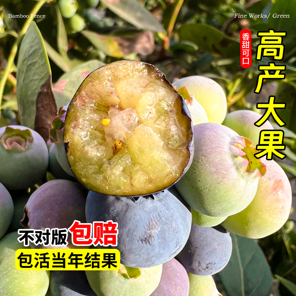 蓝莓树果苗盆栽南方阳台种植树苗北方庭院耐寒地栽果树兔眼蓝莓苗-图2