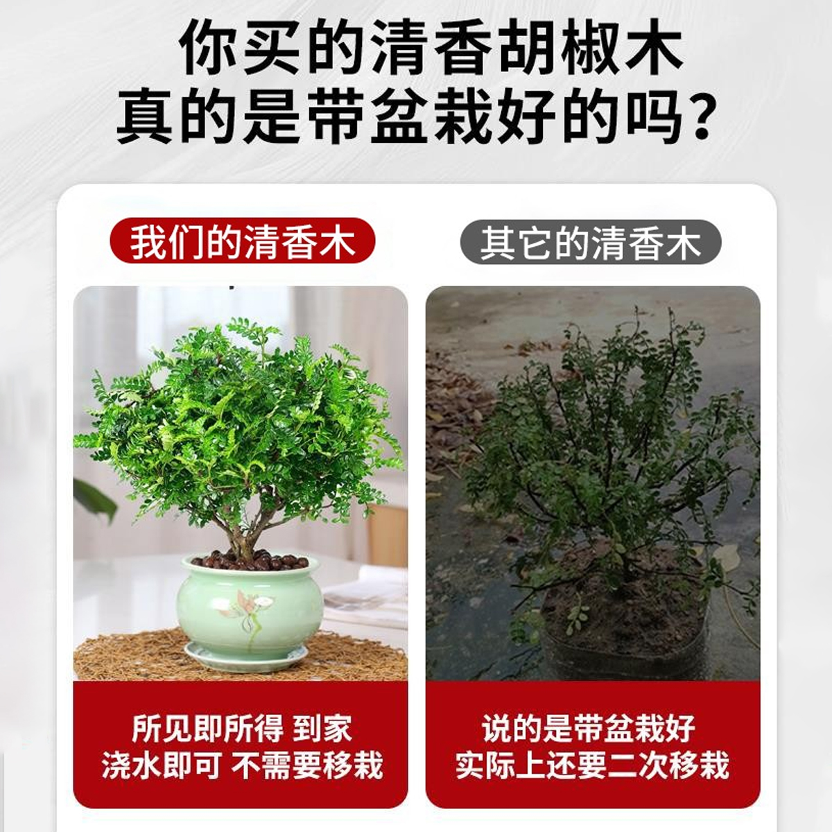 正宗清香胡椒木盆栽驱蚊草植物室内外桌面绿植老桩盆景四季好养活 - 图0