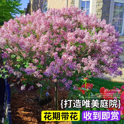 欧洲丁香花树苗盆栽小苗紫色四季花卉别墅阳台庭院绿植物花苗浓香 - 图0