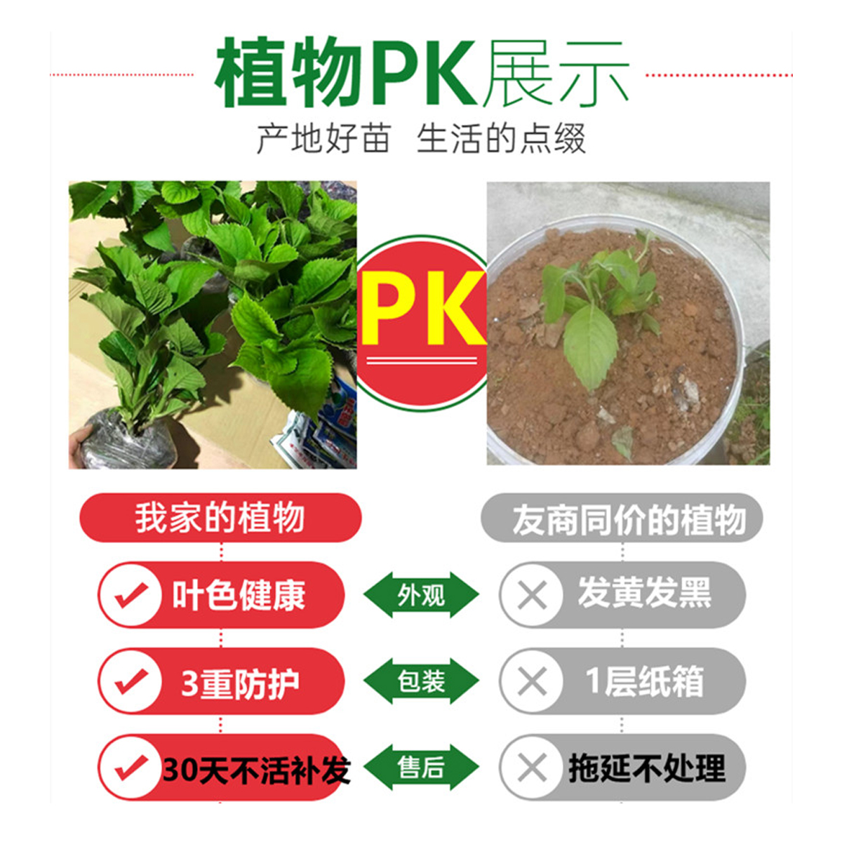 无尽夏绣球花苗盆栽带花苞四季开花卉绿植物室内阳台庭院老桩鲜花 - 图0