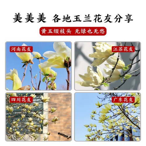 黄玉兰花树苗带花苞大树耐寒黄角兰植物庭院室外四季绿化盆栽开花 - 图3