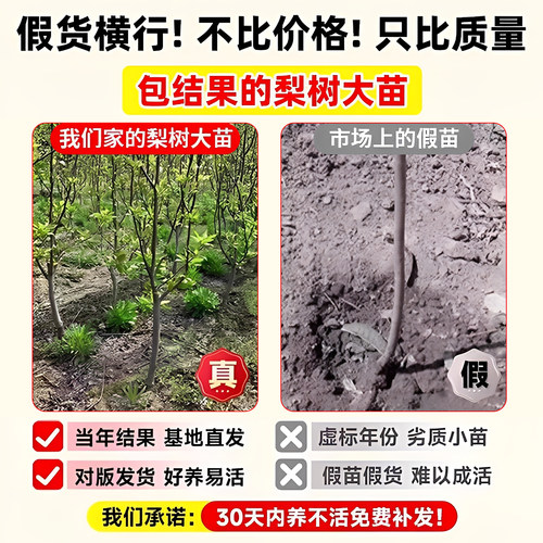 正宗梨树果苗秋月梨翠冠梨嫁接庭院地栽南北种植盆栽耐寒当年结果 - 图0