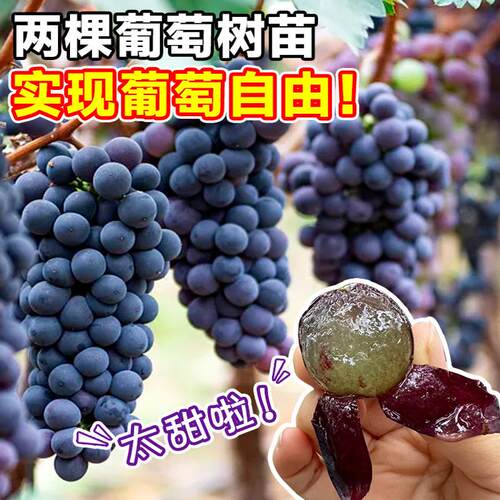 巨峰葡萄树苖大苗果树果苗阳光玫瑰夏黑葡萄树苗四季种植爬藤地栽 - 图2