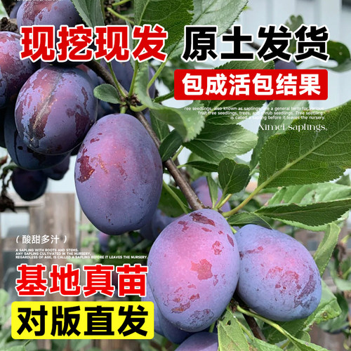 西梅树树苗蓝蜜西梅李子树苗北方南方室内外庭院盆栽当年结果带土 - 图1