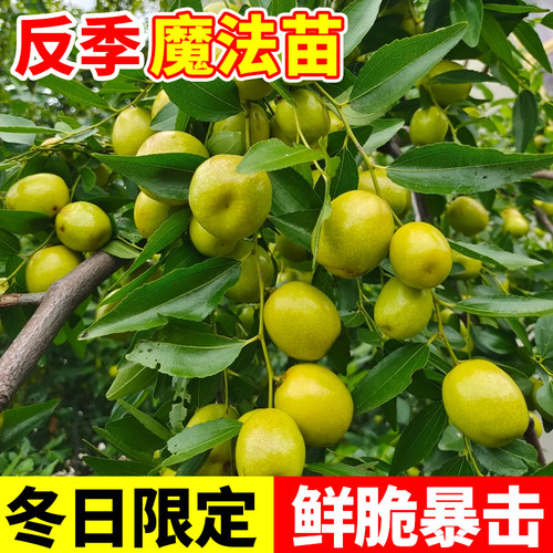 枣树活苗特大牛奶青枣嫁接特大南北方种植庭院冰糖枣树果树苗盆栽 - 图0