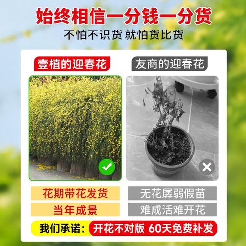 迎春花树苗盆栽带花苞连翘老桩盆景庭院爬藤四季花卉报春花植物 - 图2