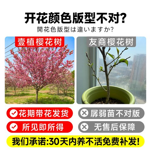 日本樱花树苗木庭院南北方种植盆栽大绿化风景树苗室外花卉早晚樱 - 图1