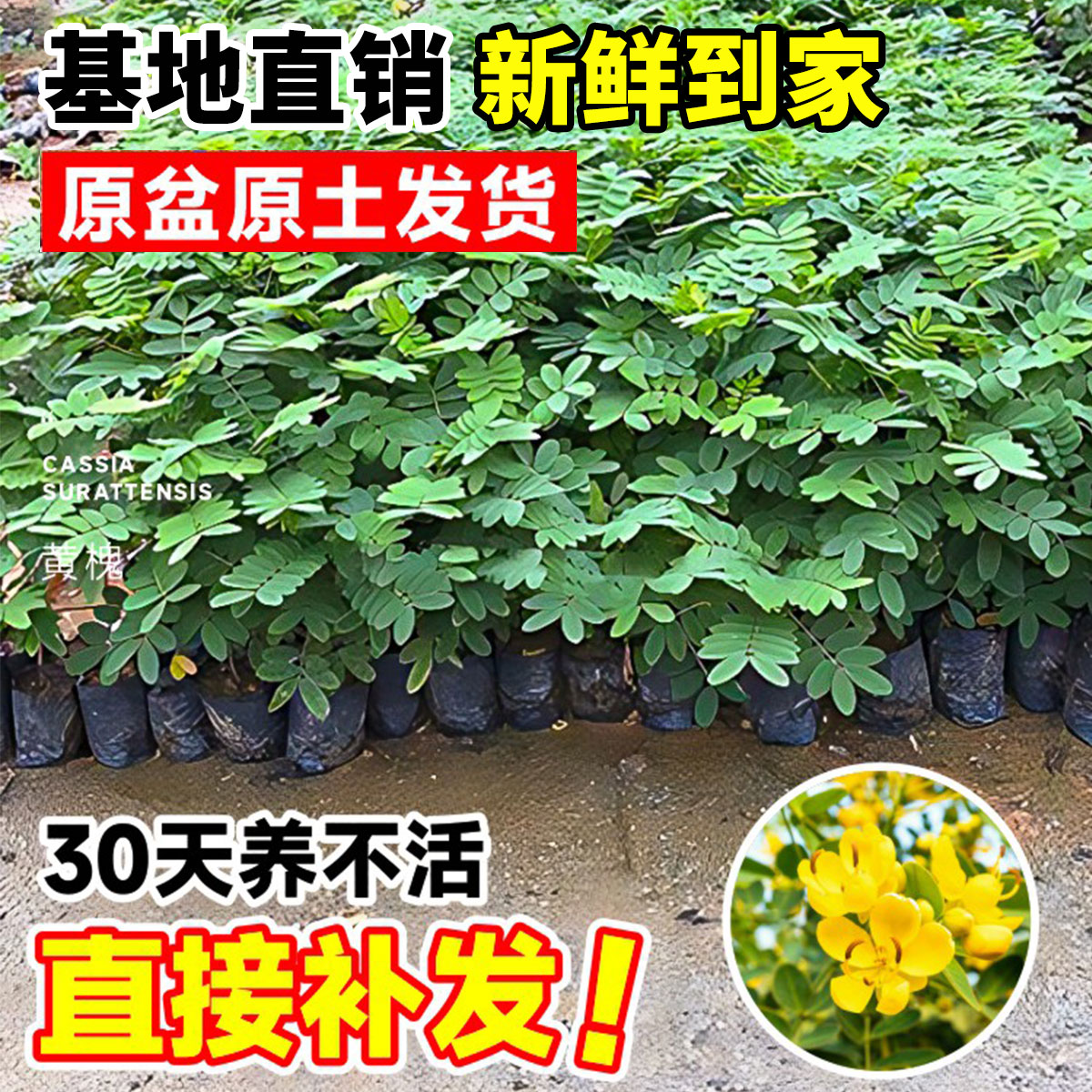 黄槐树苗室外庭院常绿南北方种植风景树当年开花黄槐花带土行道树 - 图1