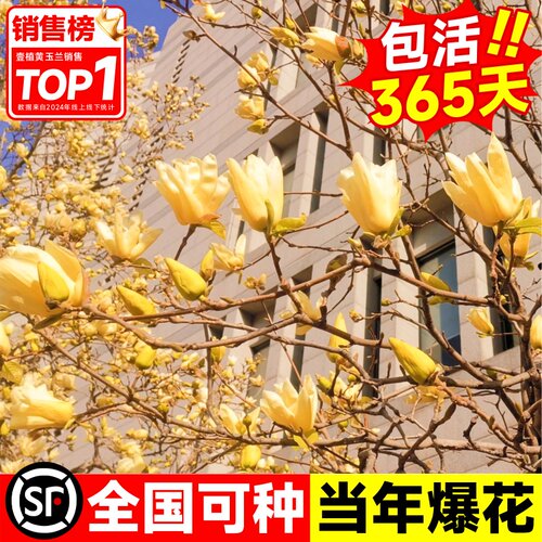 黄玉兰花树苗带花苞大树耐寒黄角兰植物庭院室外四季绿化盆栽开花 - 图0