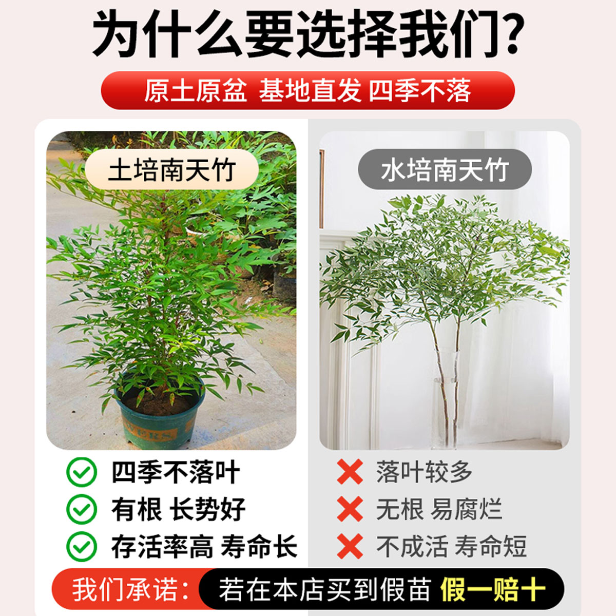 南天竹盆栽土培树苗真树水培绿植老桩客厅盆景造型水养带根火焰红 - 图0