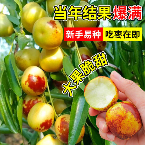 枣树活苗果树南方北方带土球种植嫁接冰糖枣特大超甜沾化冬枣苗树 - 图1