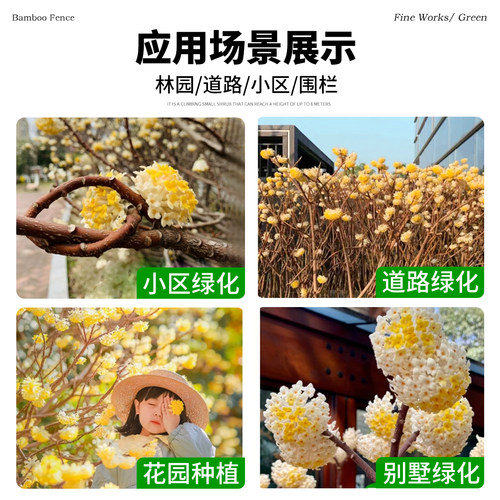 结香花树苗盆栽庭院别墅节香花卉植物梦花树苗室外风景大树绿化苗 - 图3