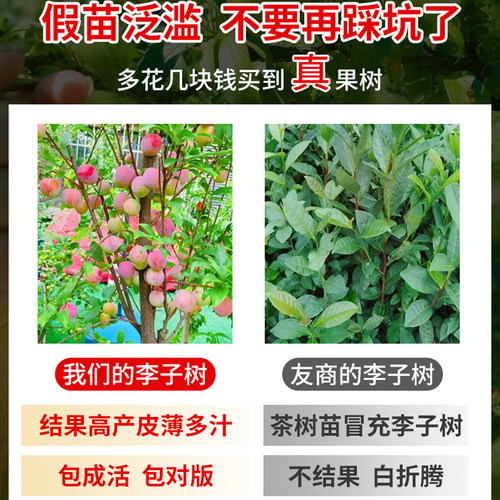 蜂糖李子树苗正宗特大李子树苗室内外庭院盆栽地栽南北方种植四季 - 图0