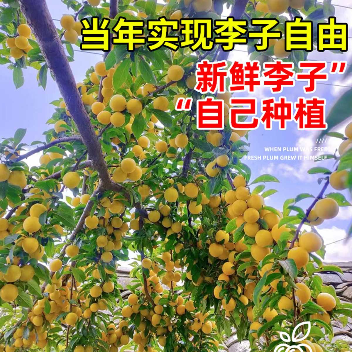 蜂糖李子树苗正宗特大李子树苗室内外庭院盆栽地栽南北方种植四季,淘宝优惠券,粉丝福利购,淘宝优惠卷