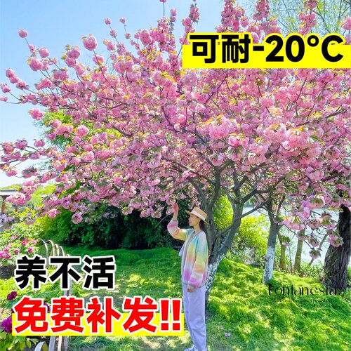 日本樱花树苗木庭院南北方种植盆栽大绿化风景树苗室外花卉早晚樱 - 图2